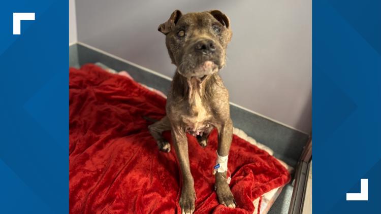 'We want to help the animals' | What led to the arrest of a Milam County animal rescue owner — KCEN (Central Texas)