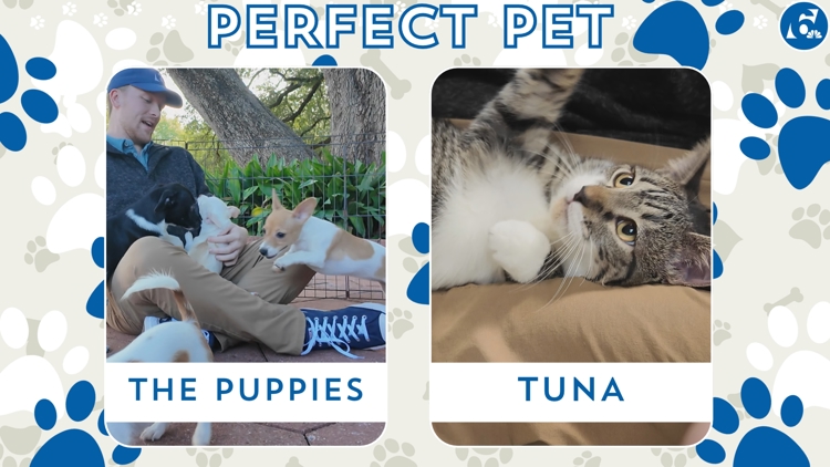 Perfect Pet: Meet the Puppies and Tuna! — Tyler Community news