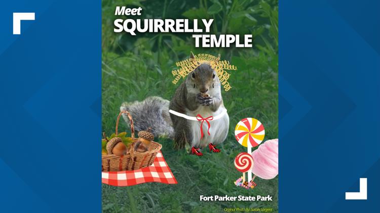 Central Texas squirrel advances to finals of Fat Squirrel Week contest — KCEN (Central Texas), Tyler Community news