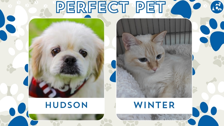 Perfect Pet: Meet Hudson and Winter! — KCEN (Central Texas), Tyler Community news