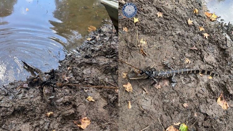 Alligator found tied to boat in East Texas pond; man cited for illegal possession, wardens say — KHOU 11 (Houston), Tyler Sports news