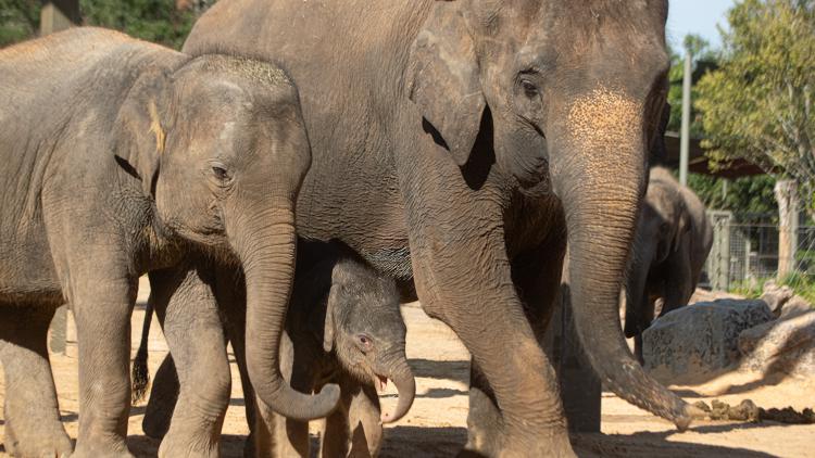 Houston Zoo makes emotional announcement involving Kirby and two other beloved elephants — KCEN (Central Texas), Tyler Community news